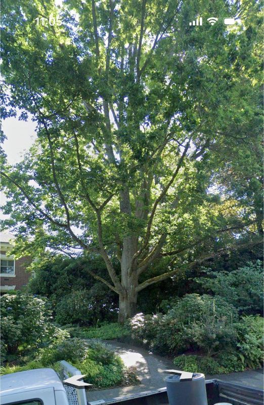 Tree Services