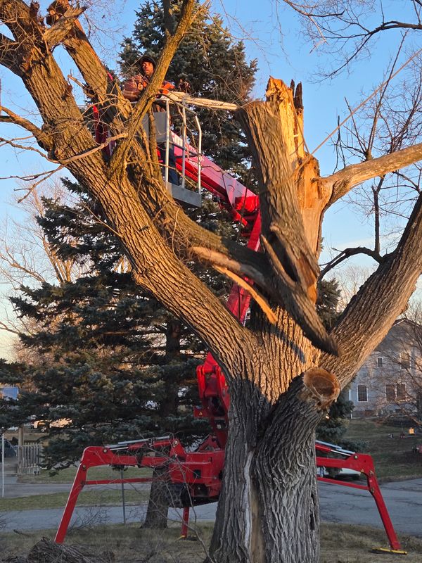 Tree Trimming