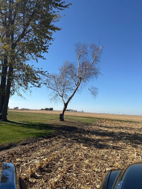 Tree Removal