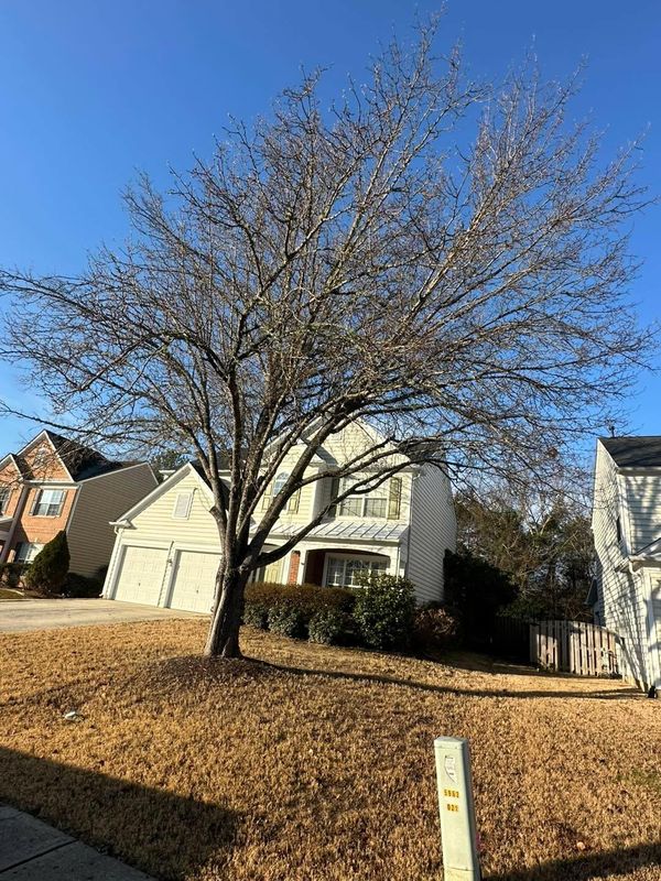 Tree Trimming