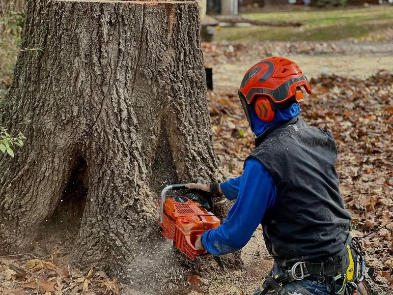 Stump Removal