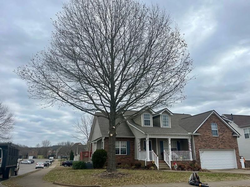 Other Tree Services
