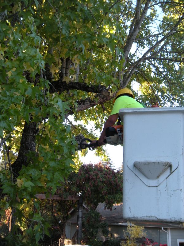 Tree Removals