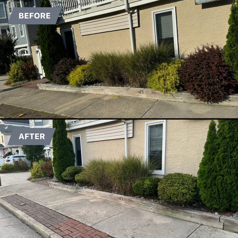 Tree & Shrub Care