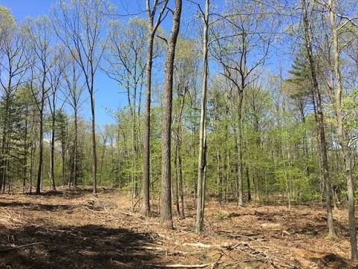 Land Clearing