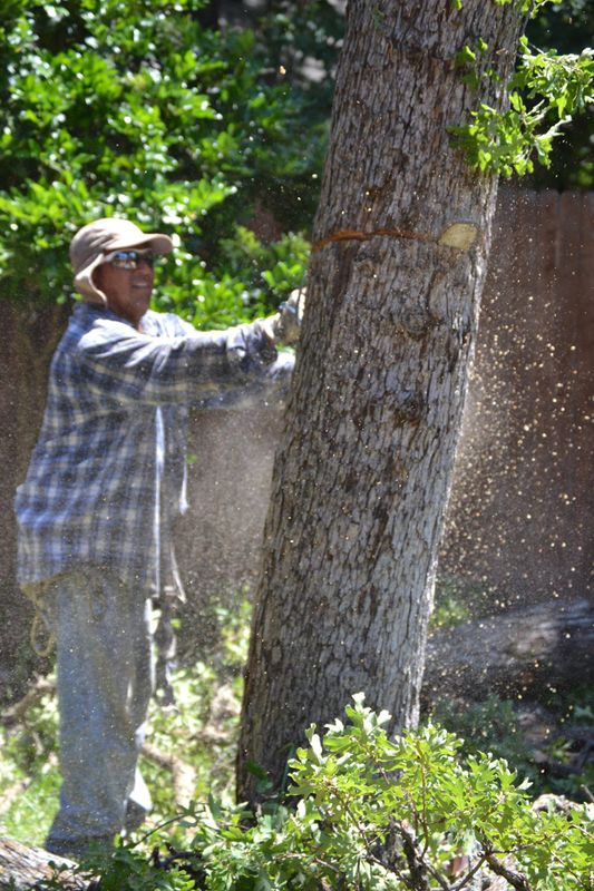 Tree Removal gallery