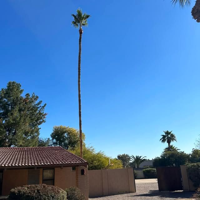 Tree Trimming
