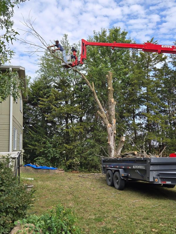 Tree Trimming