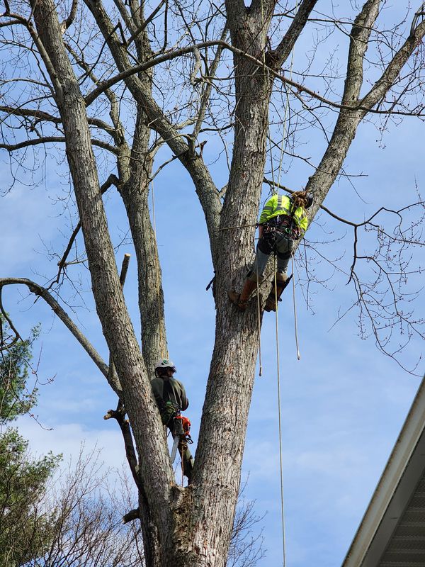Tree Trimming
