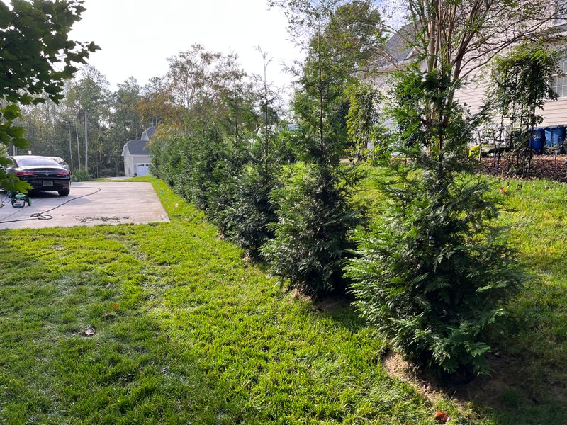 Tree and Shrub Installation