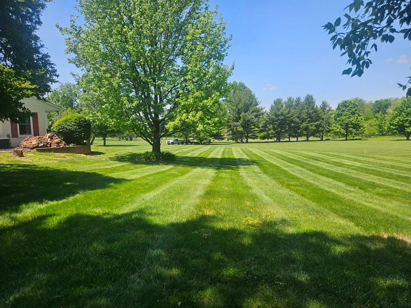Lawn Maintenance