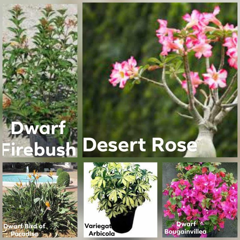 Plant and tree list