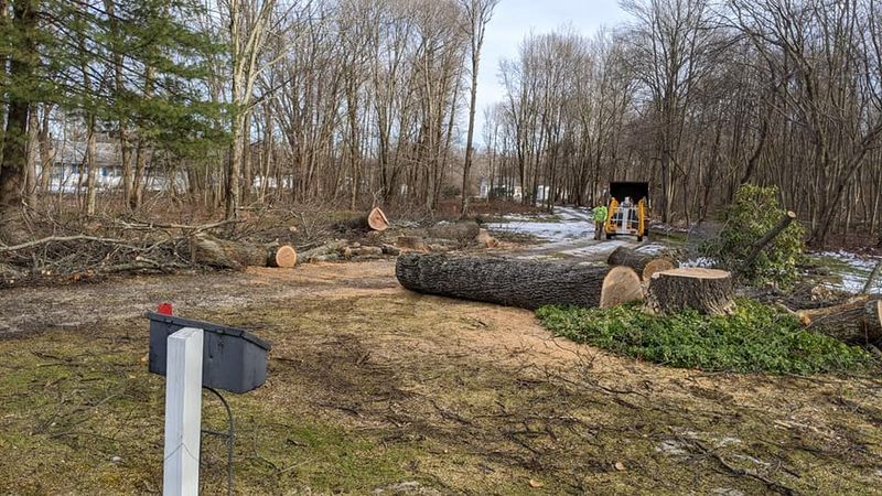 Tree Removal gallery