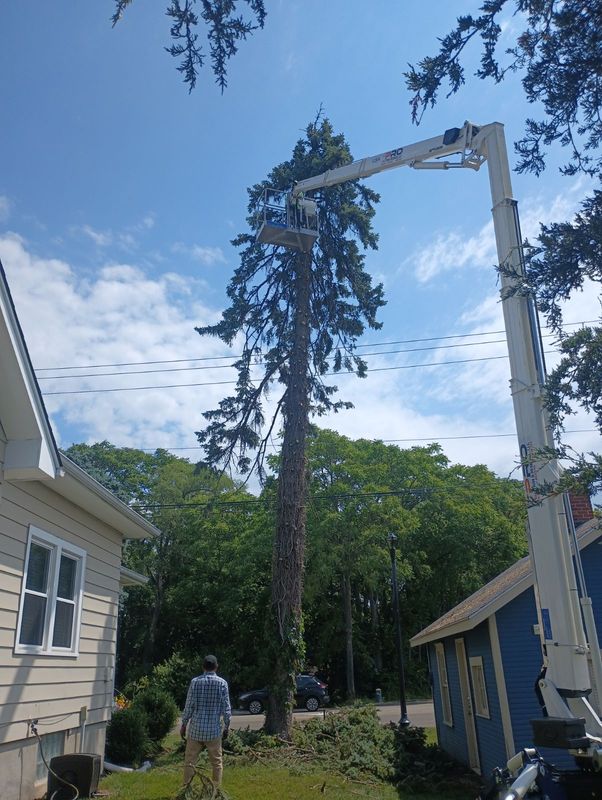 Tree Removal gallery