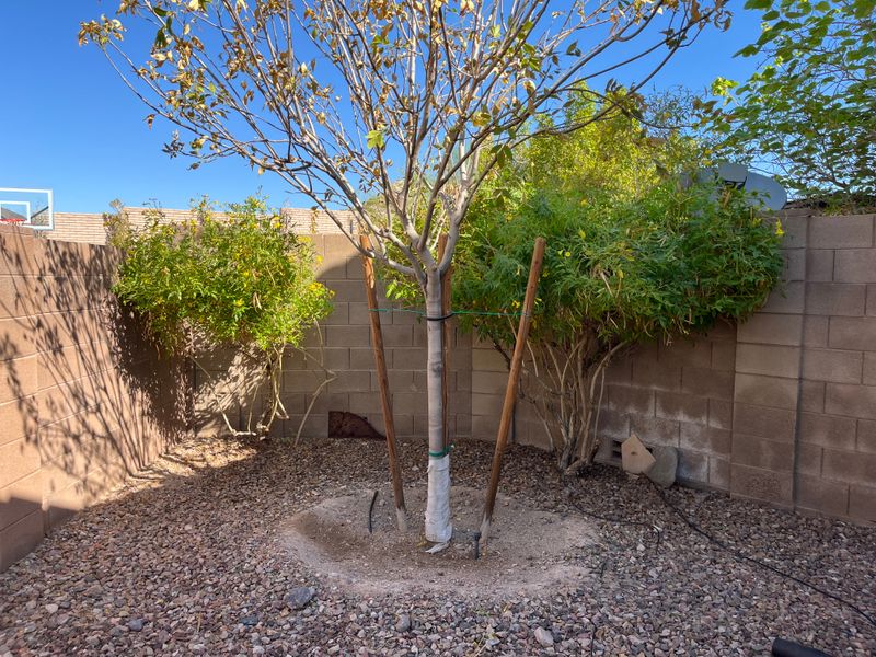 Tree & Shrub Care