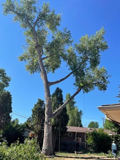 Tree Trimming