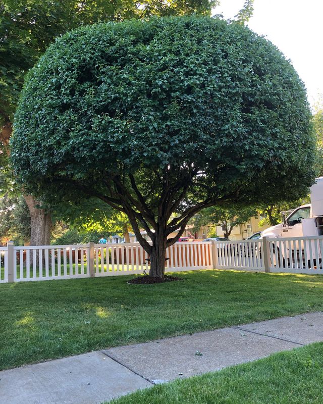 Tree Trimming