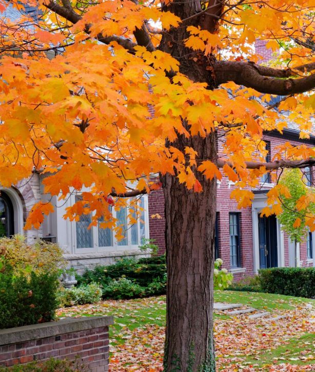 Fall Clean Up