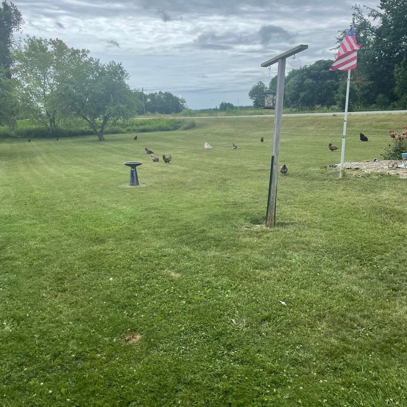 Lawn Care