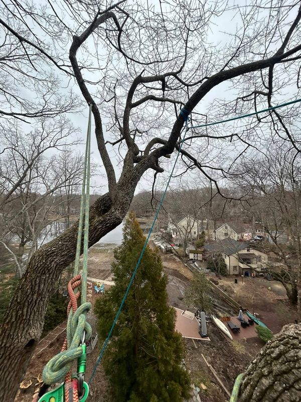 Tree Trimming