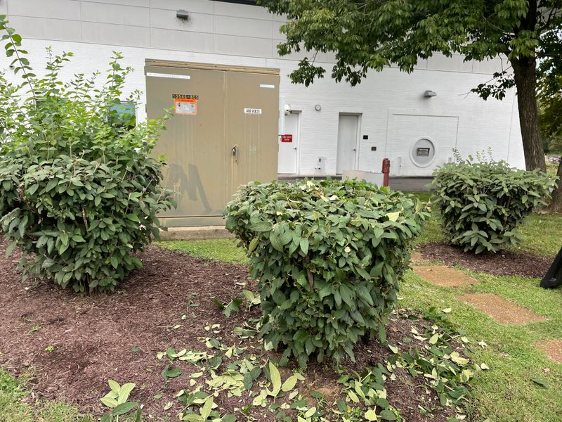 Shrub Trim