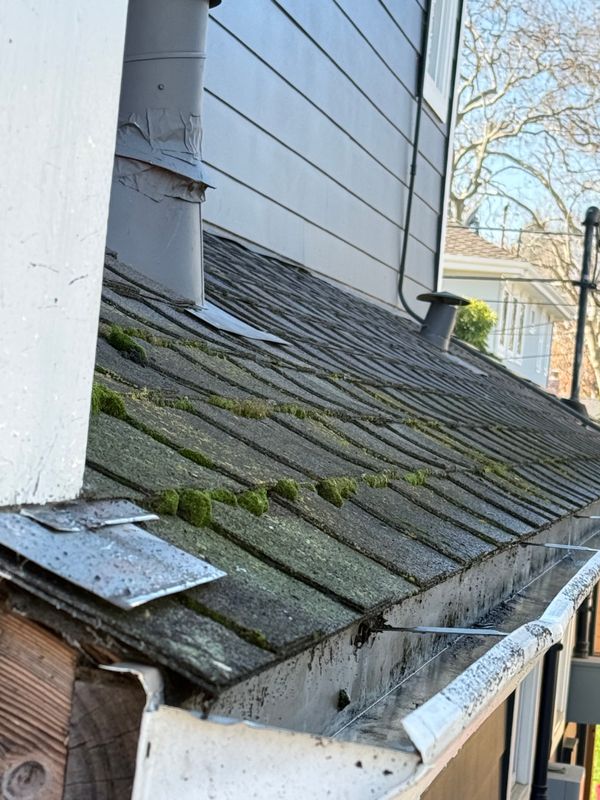 Moss Removal 