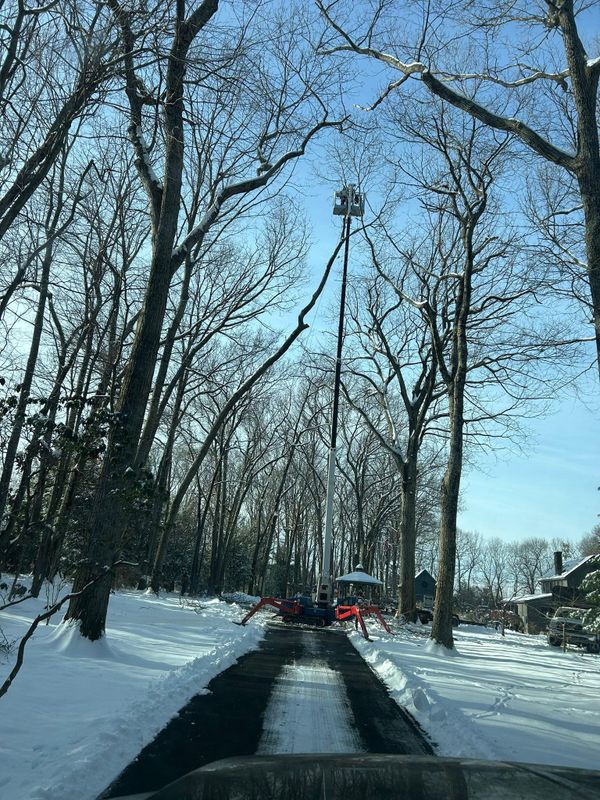 Emergency Tree Services