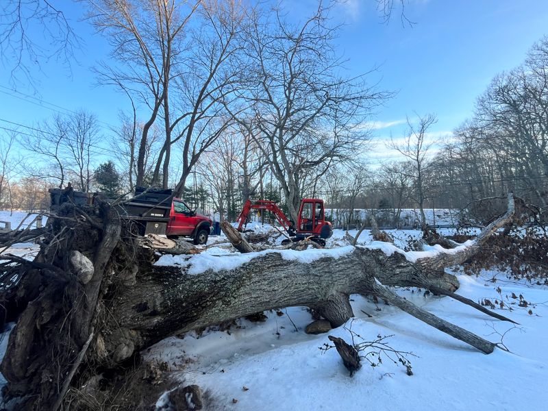 Brush & Tree Removal