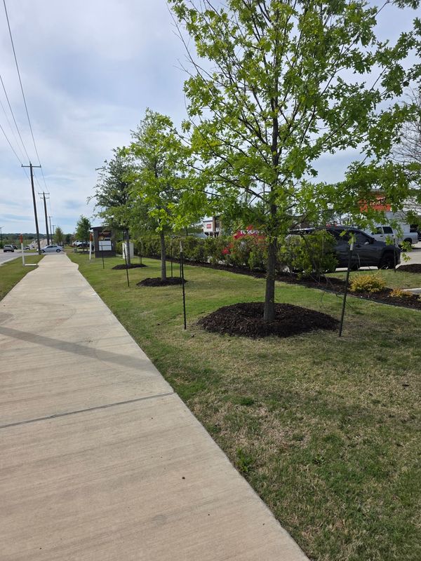 Lawn Maintenance