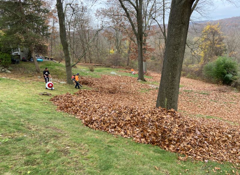 Fall Clean Up gallery