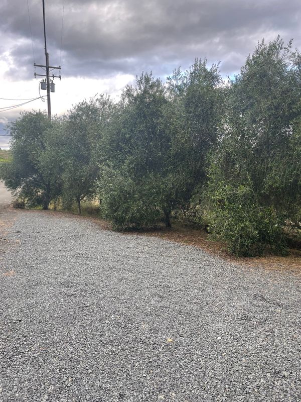 Olive Tree Care