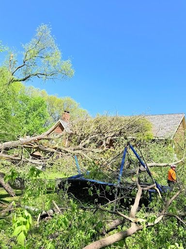 Tree Removal