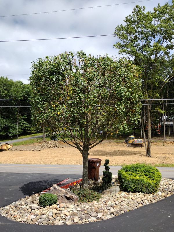 Landscaping