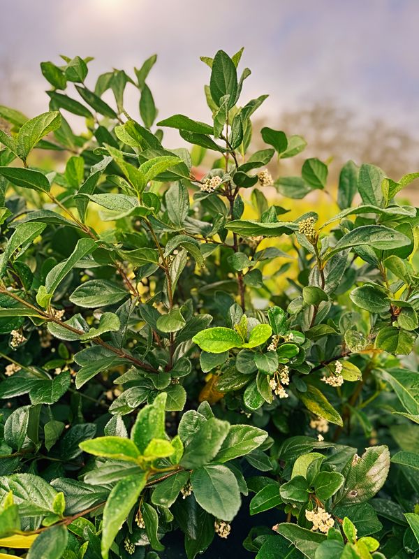 Shrubs