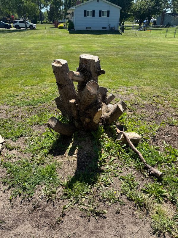 Stump Removal gallery