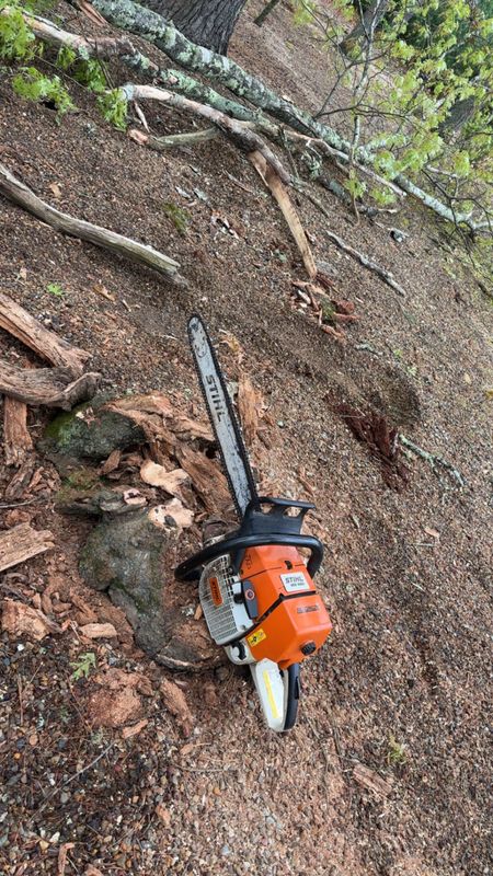 Tree Removal gallery