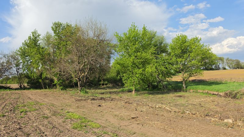 Land Clearing