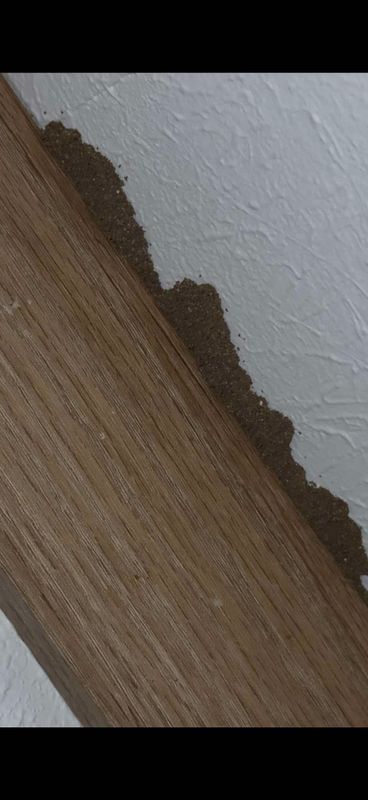 Termite Inspection & Treatment