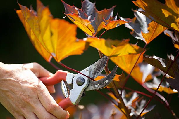 Tree Prunning