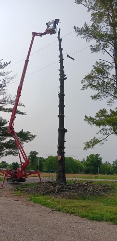 Tree Trimming