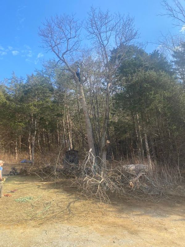 Tree Removal