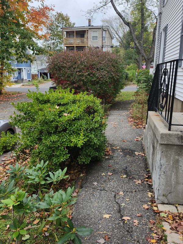 Hedge/Tree/Brush Cutting
