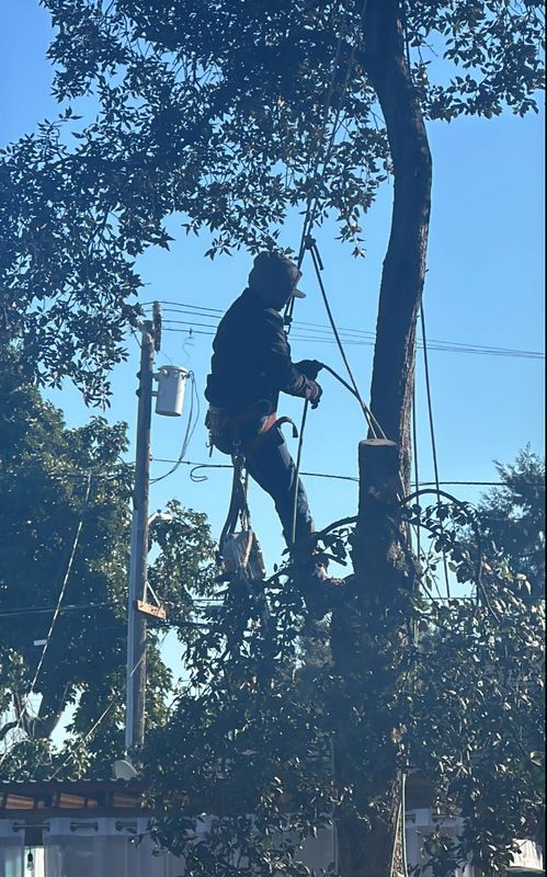 Tree Services