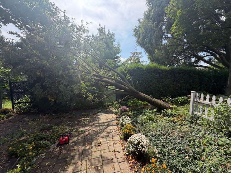 Tree Removal