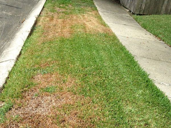 Mole Crickets & Grub Treatment