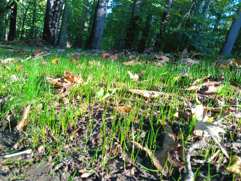 Grass Up