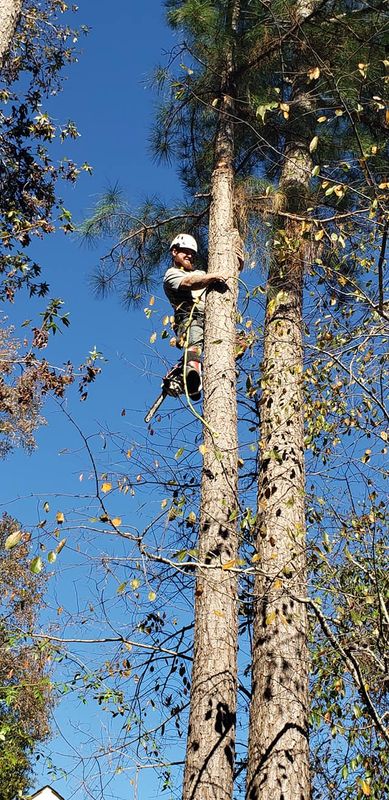 Tree Removal gallery