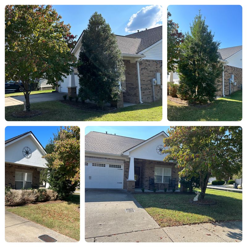 Bush/shrub trimming 