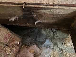 Original Floor Restoration