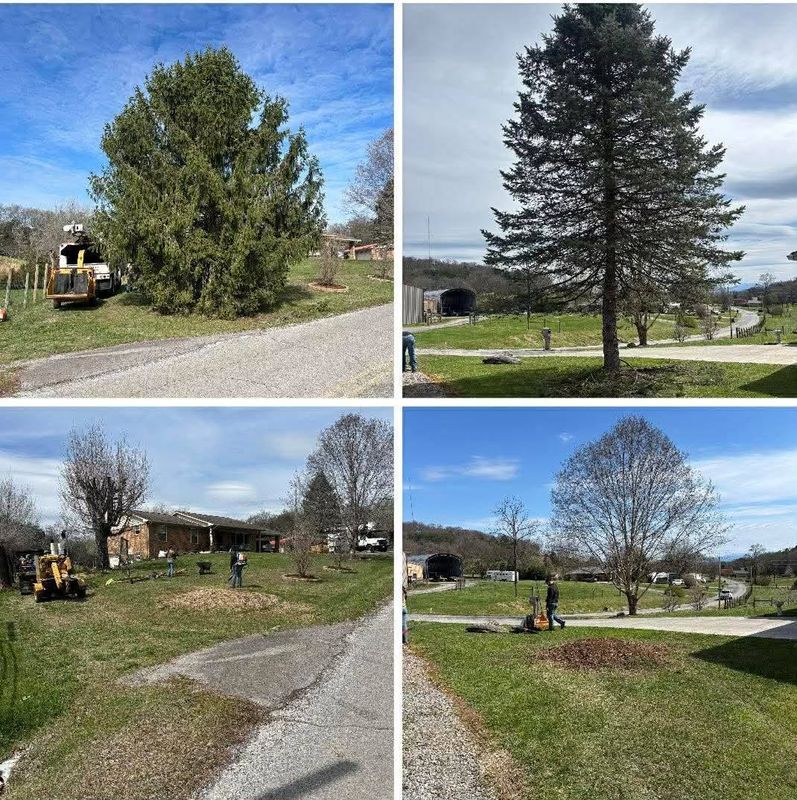 Tree Removal